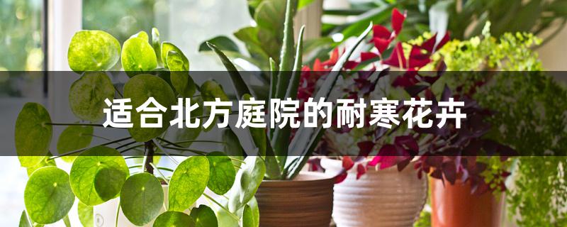 适合北方庭院的耐寒花卉 适合北方庭院的耐寒花卉