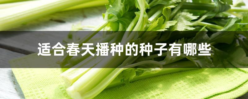 适合春天播种的种子有哪些 适合春天播种的种子有哪些