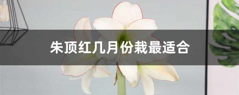 朱顶红几月份栽最适合 朱顶红几月份栽最适合