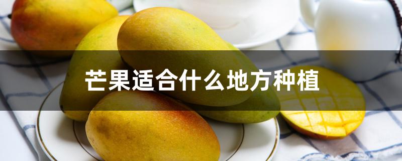 芒果适合什么地方种植 芒果适合什么地方种植
