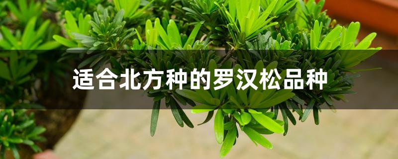 适合北方种的罗汉松品种 适合北方种的罗汉松品种