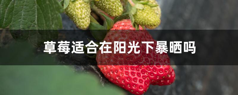 草莓适合在阳光下暴晒吗 草莓适合在阳光下暴晒吗