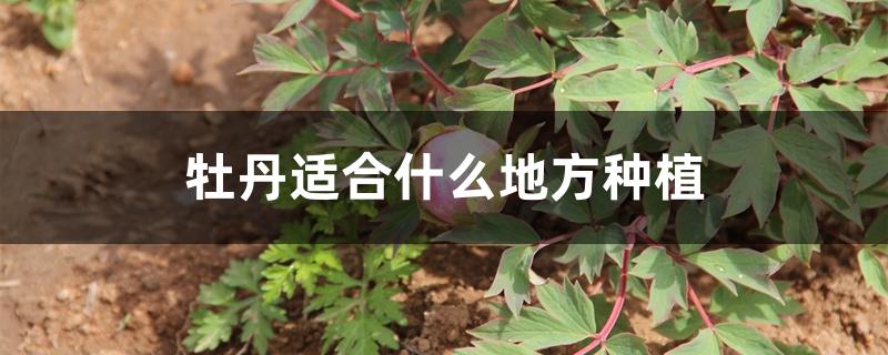 牡丹适合什么地方种植 牡丹适合什么地方种植
