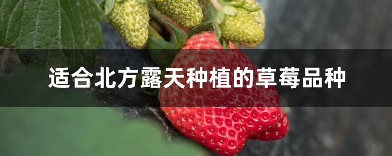 适合北方露天种植的草莓品种 适合北方露天种植的草莓品种