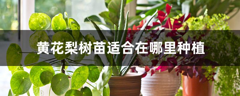 黄花梨树苗适合在哪里种植 黄花梨树苗适合在哪里种植