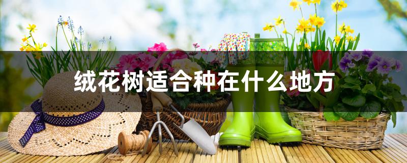 绒花树适合种在什么地方 绒花树适合种在什么地方