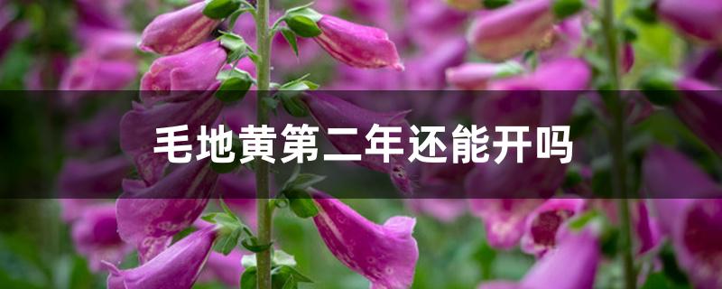 毛地黄第二年还能开吗 毛地黄第二年还能开吗