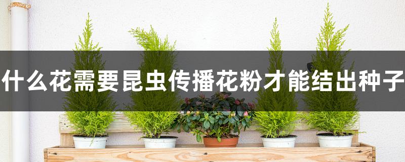 什么花需要昆虫传播花粉才能结出种子 什么花需要昆虫传播花粉才能结出种子