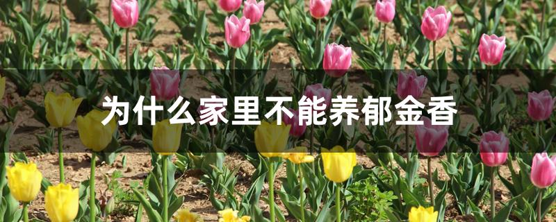 为什么家里不能养郁金香 为什么家里不能养郁金香