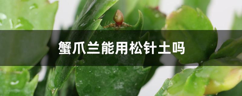蟹爪兰能用松针土吗 蟹爪兰能用松针土吗