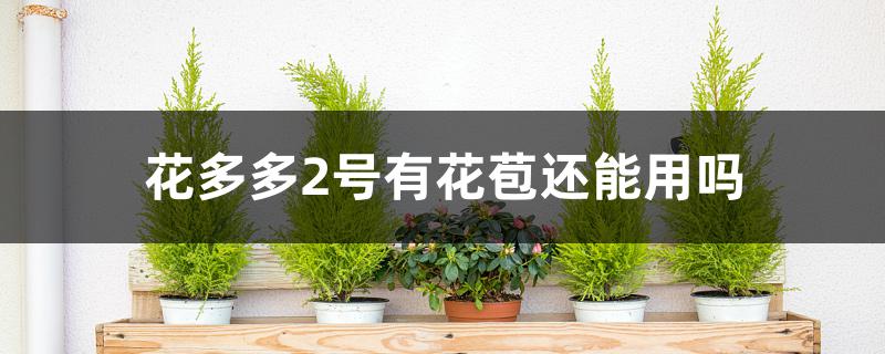 花多多2号有花苞还能用吗 花多多2号有花苞还能用吗