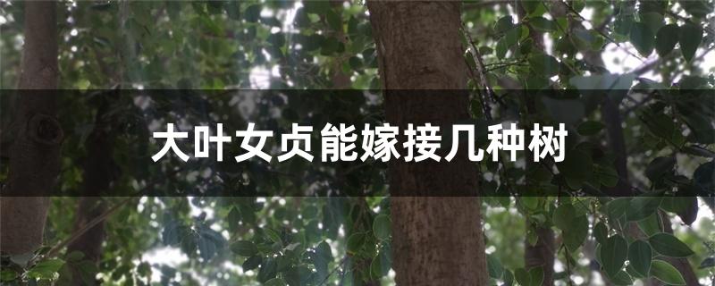 大叶女贞能嫁接几种树 大叶女贞能嫁接几种树
