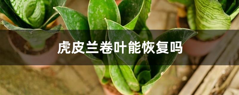 虎皮兰卷叶能恢复吗 虎皮兰卷叶能恢复吗