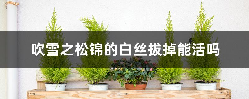 吹雪之松锦的白丝拔掉能活吗 吹雪之松锦的白丝拔掉能活吗