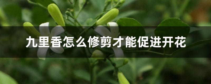 九里香怎么修剪才能促进开花 九里香怎么修剪才能促进开花