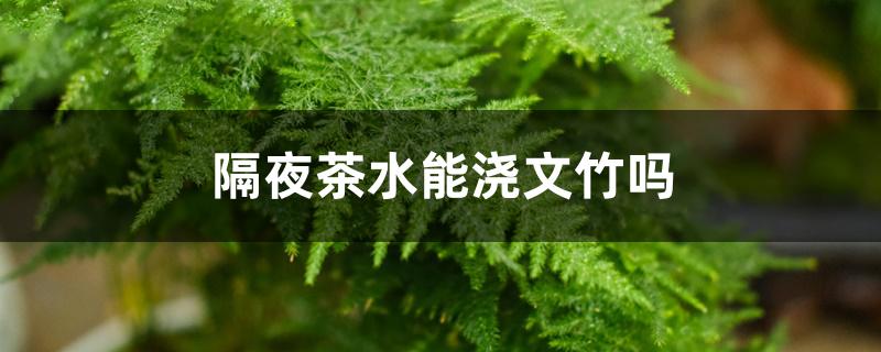 隔夜茶水能浇文竹吗 隔夜茶水能浇文竹吗