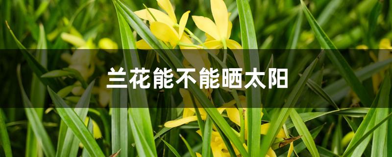 兰花能不能晒太阳 兰花能不能晒太阳