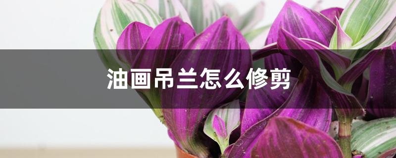 油画吊兰怎么修剪 油画吊兰怎么修剪