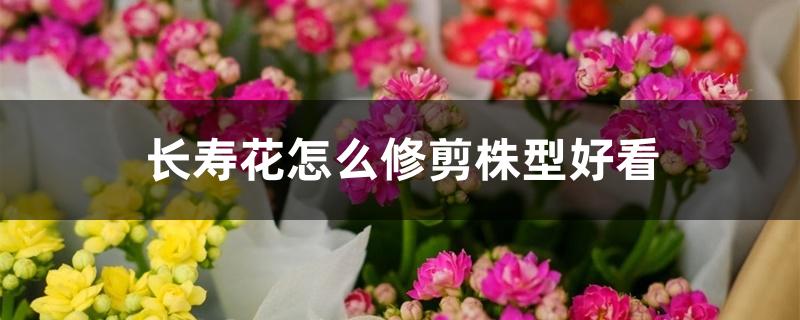 长寿花怎么修剪株型好看 长寿花怎么修剪株型好看