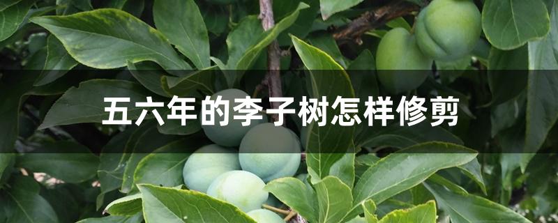五六年的李子树怎样修剪 五六年的李子树怎样修剪