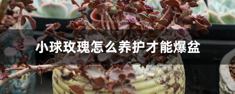 小球玫瑰怎么养护才能爆盆 小球玫瑰怎么养护才能爆盆