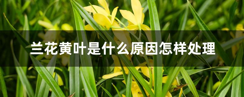 兰花黄叶是什么原因 兰花黄叶是什么原因