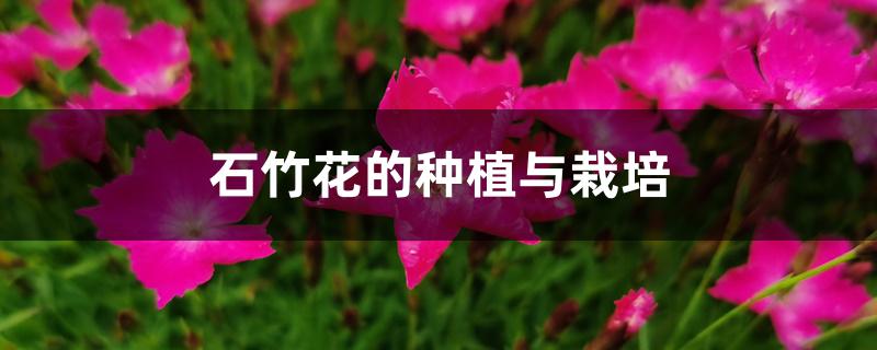 石竹花的种植与栽培 石竹花的种植与栽培