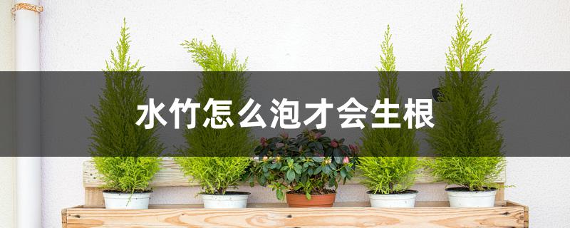 水竹怎么泡才会生根 水竹怎么泡才会生根