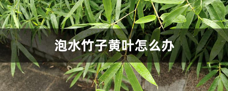 泡水竹子黄叶怎么办 泡水竹子黄叶怎么办