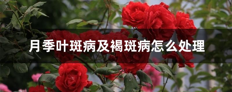 月季叶斑病及褐斑病怎么处理 月季叶斑病及褐斑病怎么处理