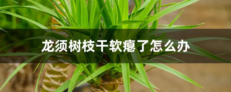 龙须树枝干软瘪了怎么办 龙须树枝干软瘪了怎么办