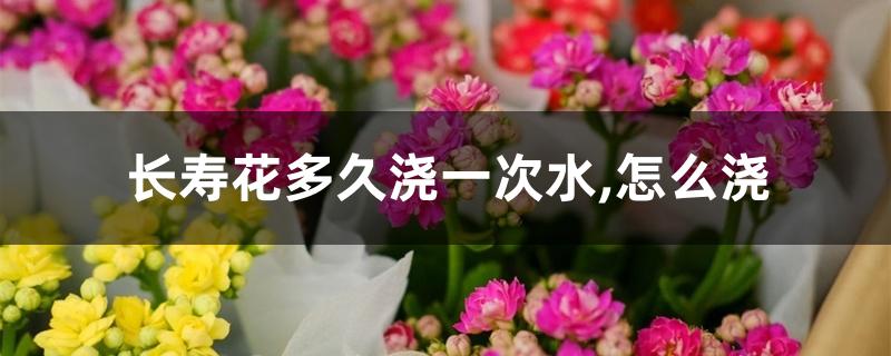 长寿花多久浇一次水,怎么浇 长寿花多久浇一次水,怎么浇