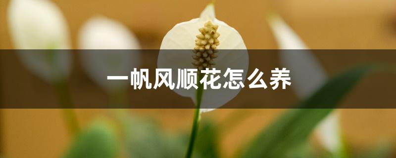 一帆风顺花怎么养 一帆风顺花怎么养
