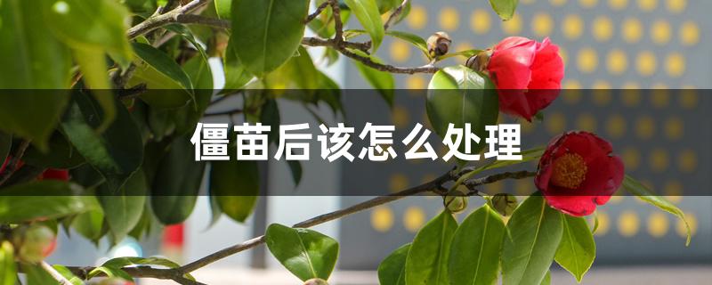 僵苗后该怎么处理 僵苗后该怎么处理