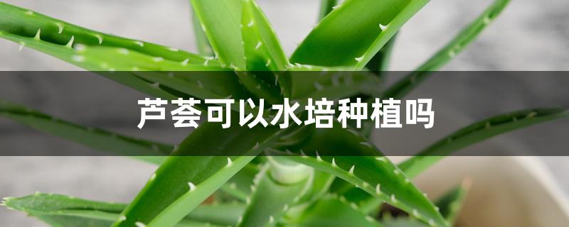 芦荟可以水培种植吗 芦荟可以水培种植吗