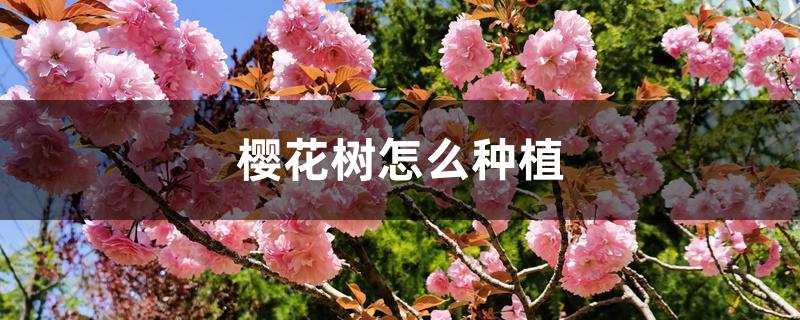樱花树怎么种植