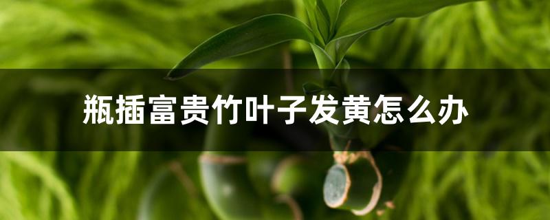 瓶插富贵竹叶子发黄怎么办 瓶插富贵竹叶子发黄怎么办