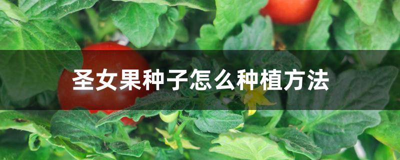 圣女果种子怎么种植方法 圣女果种子怎么种植方法