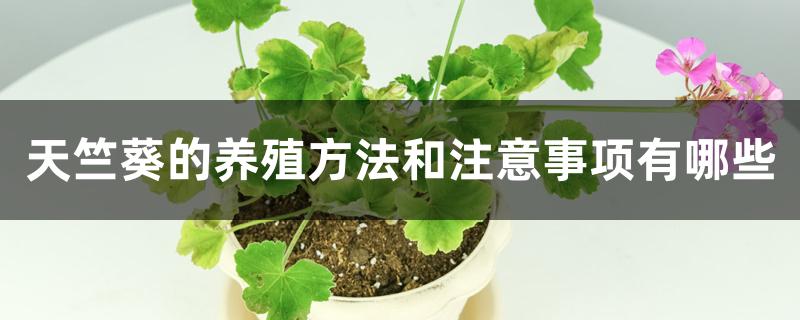 天竺葵的养殖方法和注意事项有哪些 天竺葵的养殖方法和注意事项有哪些