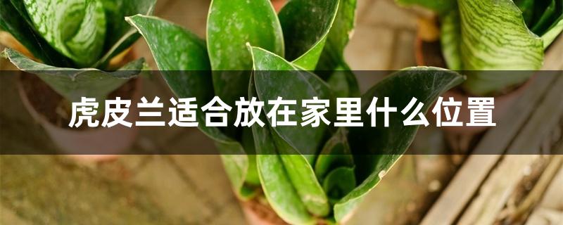 虎皮兰适合放在家里什么位置 虎皮兰适合放在家里什么位置