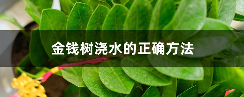 金钱树浇水的正确方法 金钱树浇水的正确方法