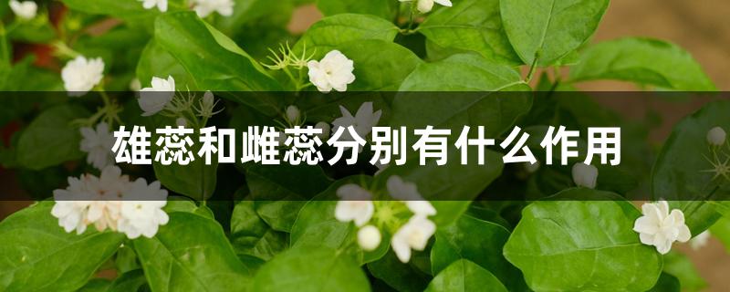 雄蕊和雌蕊分别有什么作用 雄蕊和雌蕊分别有什么作用
