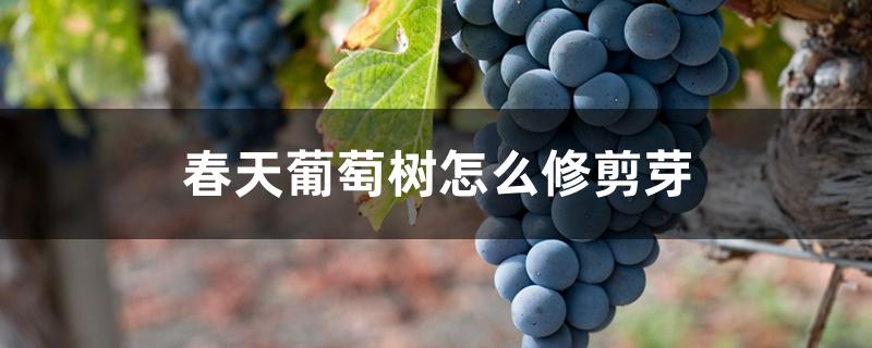 春天葡萄树怎么修剪芽 春天葡萄树怎么修剪芽