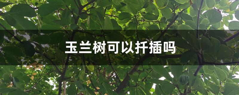 玉兰树可以扦插吗 玉兰树可以扦插吗