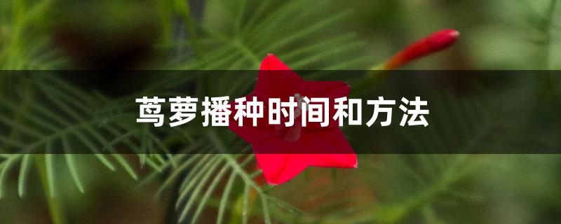 茑萝播种时间和方法 茑萝播种时间和方法