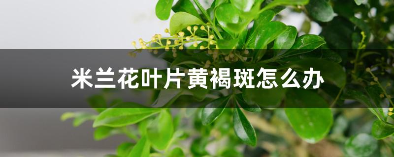 米兰花叶片黄褐斑怎么办 米兰花叶片黄褐斑怎么办