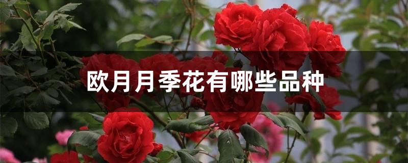 欧月月季花有哪些品种 欧月月季花有哪些品种