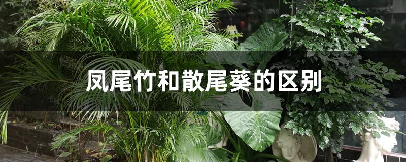 凤尾竹和散尾葵的区别 凤尾竹和散尾葵的区别
