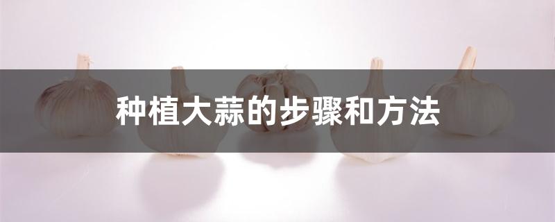 种植大蒜的步骤和方法 种植大蒜的步骤和方法