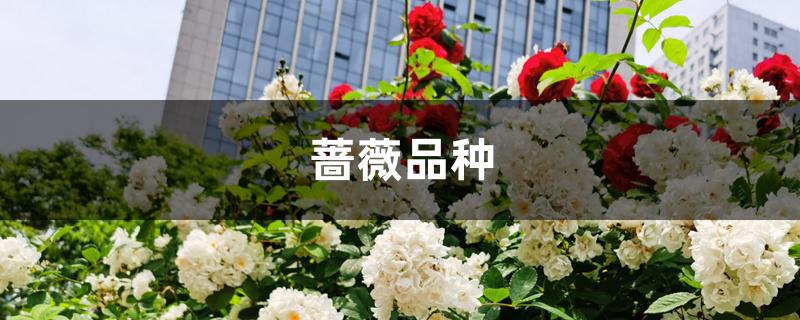 蔷薇品种 蔷薇品种